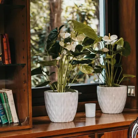 Apartman Library - Candela *